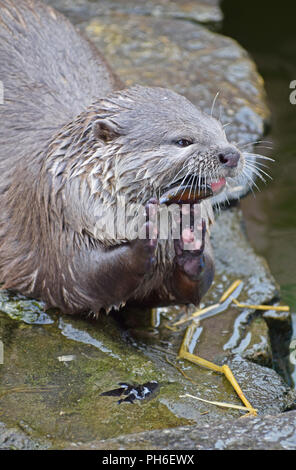 Courte asiatique griffé Otter - par effraction dans des moules en coquille et manger Banque D'Images