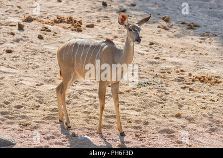 Grand koudou (Tragelaphus strepsiceros), Tanzanie, Afrique de l'Est Banque D'Images