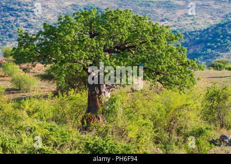 Lonely tree, paysage de savane, la Tanzanie, l'Afrique de l'Est Banque D'Images