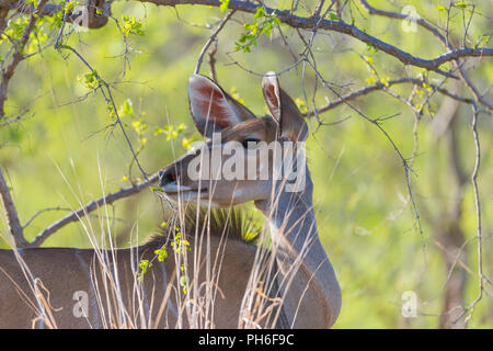 Grand koudou (Tragelaphus strepsiceros), Tanzanie, Afrique de l'Est Banque D'Images