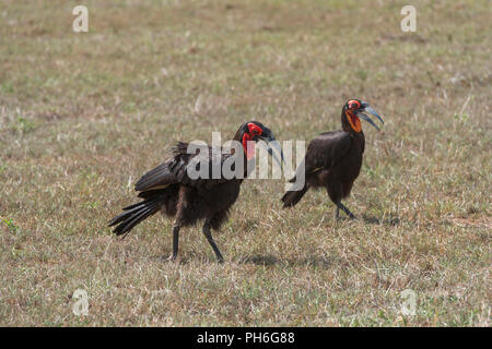 Calao terrestre du sud (Bucorvus leadbeateri), Tanzanie, Afrique de l'Est Banque D'Images