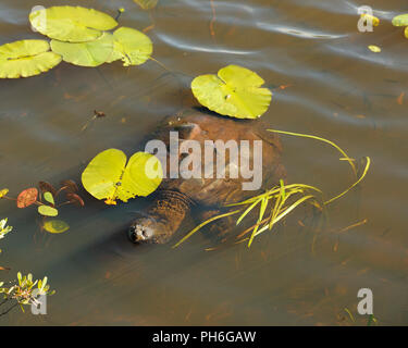 Tortue serpentine profiter de ses environs. Banque D'Images