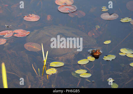 Tortue serpentine profiter de ses environs. Banque D'Images