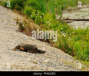 Tortue serpentine profiter de ses environs. Banque D'Images