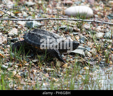 Tortue serpentine profiter de ses environs. Banque D'Images