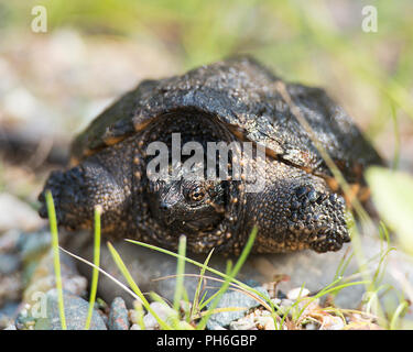 Tortue serpentine profiter de ses environs. Banque D'Images