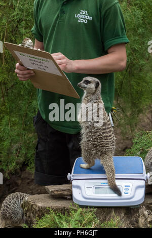 Londres, Royaume-Uni. 23 août 2018. Animaux annuel pesée et mesure pour enregistrer les statistiques au ZSL London Zoo. Crédit : Guy Josse Banque D'Images