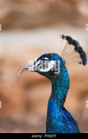 Beau portrait de paon, close-up Banque D'Images