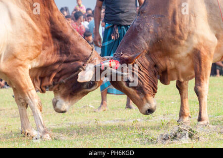 Dans la corrida traditionnelle digholia,Khulna, Bangladesh Banque D'Images