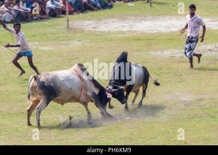 Dans la corrida traditionnelle digholia,Khulna, Bangladesh Banque D'Images