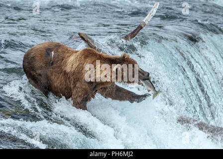 Ours brun mâle debout dans une chute d'eau avec un poisson dans la bouche après avoir pris un saumon rouge. Banque D'Images