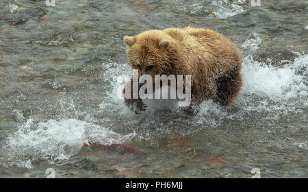 Photo d'action de l'ours brun de fonctionner après un saumon rouge dans une rivière d'Alaska Banque D'Images
