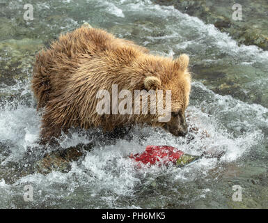 Photo d'action de l'ours brun de fonctionner après un saumon rouge dans une rivière d'Alaska Banque D'Images