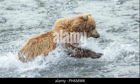 Photo d'action de l'ours brun de fonctionner après un saumon rouge dans une rivière d'Alaska Banque D'Images