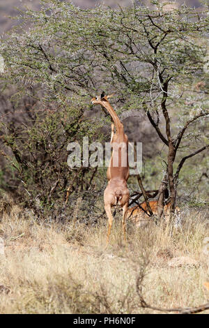 Un gerenuk manger un acacia à samburu jeu national park Banque D'Images