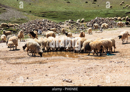 Troupeau de chèvres de montagne de l'eau potable Banque D'Images
