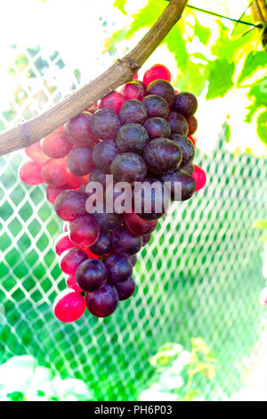 Grappes suspendues sur une vigne Banque D'Images