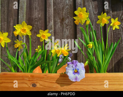 Les semis de printemps en bois de jardin Banque D'Images