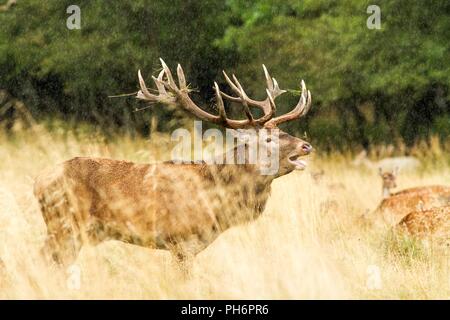 Red Deer mâle avec d'énormes bois pendant la saison des amours, au petit matin, la lumière de l'automne saison d'accouplement, homme gardant son troupeau de femelles Banque D'Images