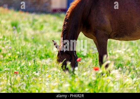 Brown calèche au printemps dans la prairie Banque D'Images