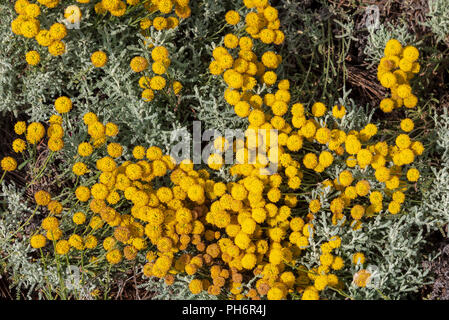 Santolina chamaecyparissus, traditionnelle des plantes médicinales sauvages aux fleurs jaunes Banque D'Images