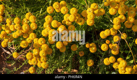 Santolina chamaecyparissus, traditionnelle des plantes médicinales sauvages aux fleurs jaunes Banque D'Images