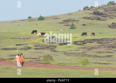 Goa, Inde - Juillet 8, 2018 - Deux prêtres marcher à travers les collines hindouiste à Goa en passant des vaches sacrées Banque D'Images