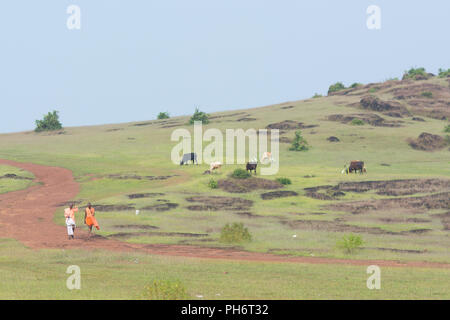 Goa, Inde - Juillet 8, 2018 - Deux prêtres marcher à travers les collines hindouiste à Goa en passant des vaches sacrées Banque D'Images