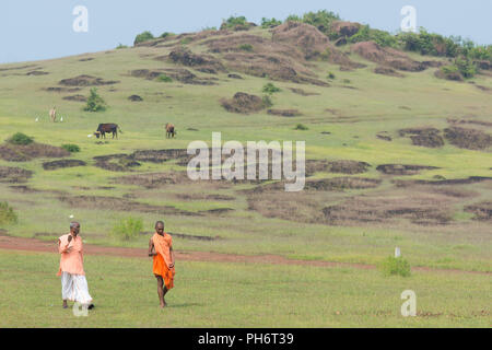 Goa, Inde - Juillet 8, 2018 - Deux prêtres marcher à travers les collines hindouiste à Goa en passant des vaches sacrées Banque D'Images