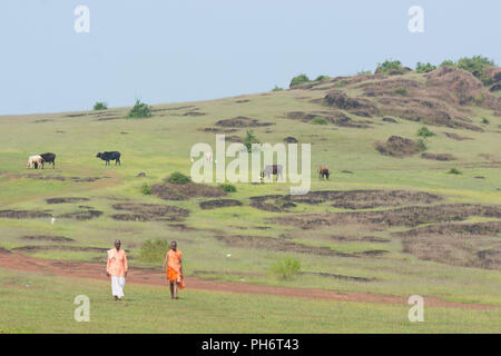 Goa, Inde - Juillet 8, 2018 - Deux prêtres marcher à travers les collines hindouiste à Goa en passant des vaches sacrées Banque D'Images