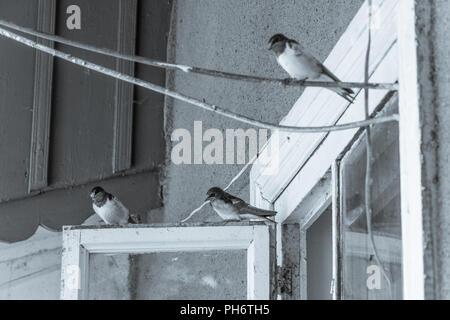 Swallow bird sur la fenêtre, photo en noir et blanc, profondeur de champ, selective focus Banque D'Images