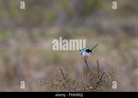 Superbe Fairywren (Malurus cyaneus) race 'cyanochlamys» Banque D'Images