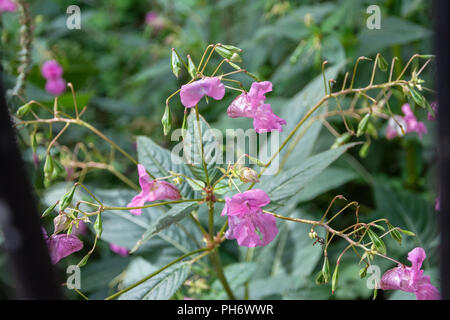 Balsamine de l'himalaya rose poussant dans un sol humide près de la rivière Avon à Bath Banque D'Images