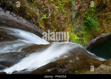 Tombe sur la plaquette thermoformée Creek, Mt Hood National Forest, Virginia Banque D'Images