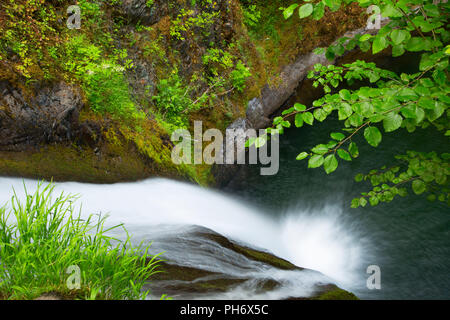 Tombe sur la plaquette thermoformée Creek, Mt Hood National Forest, Virginia Banque D'Images