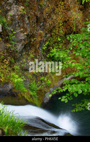 Tombe sur la plaquette thermoformée Creek, Mt Hood National Forest, Virginia Banque D'Images
