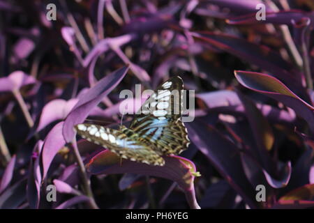 Papillon superbe macro shot détail Banque D'Images