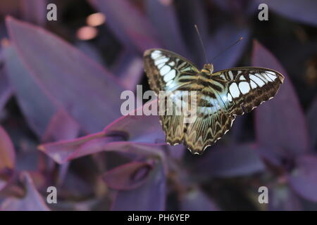 Papillon superbe macro shot détail Banque D'Images