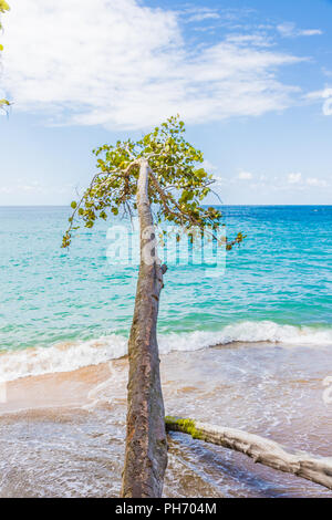 Une vue typique à Punta Uva au Costa Rica Banque D'Images