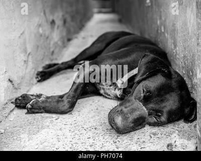 Sans-abri noir chien avec cicatrice au visage endormi sur vieux plancher en béton sur le noir et blanc de style. Banque D'Images