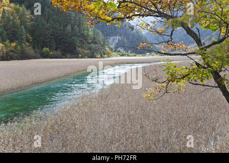 Reed Lake à jiuzhaigou Banque D'Images