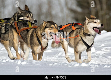 Course de chiens de traîneau Banque D'Images