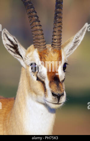 Portrait d'une gazelle de Thomson à Nakuru Banque D'Images