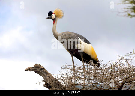 Grue a chanté dans un arbre Tanzanie Banque D'Images