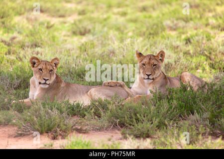 Deux jeunes lionnes au parc national kgalagadi Banque D'Images