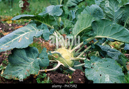 Chou-rave, Brassica oleracea var. gongylodes, Gemuesekohl, Banque D'Images