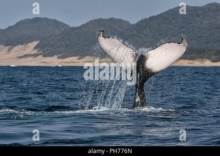 Afrique du Sud plongée baleine à bosse Banque D'Images