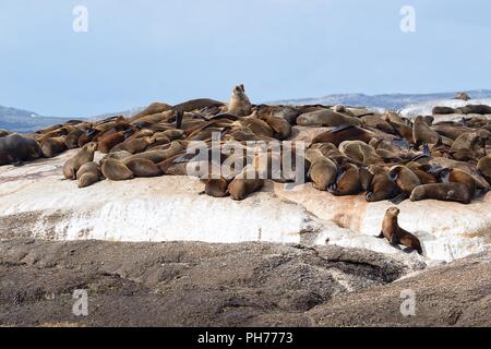 Colonie de phoques à fourrure d'Afrique du Sud à l'île de Duiker Banque D'Images