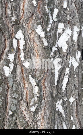 La texture de l'écorce de bouleau Banque D'Images