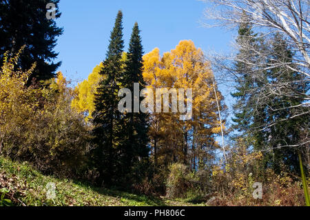 Réserve naturelle, la faune de la forêt mixte est composé de différents types d'arbres feuillus, conifères, et chacun d'entre eux sont de plus en plus aux autres et de former des mar Banque D'Images